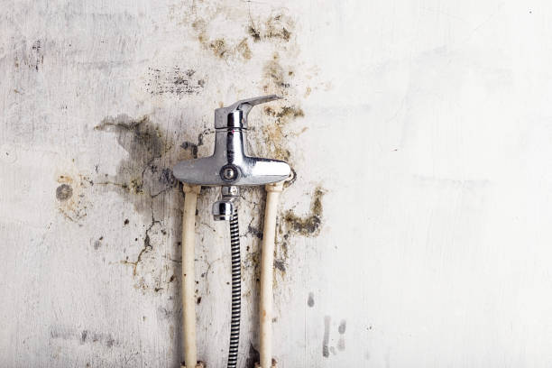 Best Mold Remediation  in Wink, TX