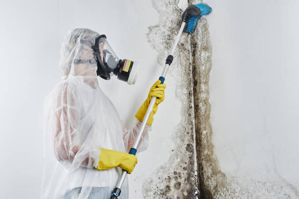 Mold Removal Process in Wink, TX