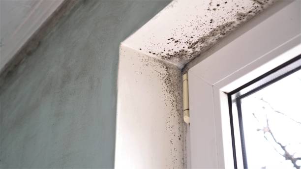 Best Home Mold Removal  in Wink, TX