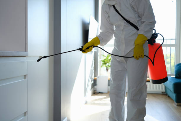 Best Local Mold Removal Service  in Wink, TX