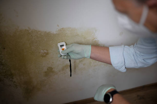 Best Same-Day Mold Removal  in Wink, TX