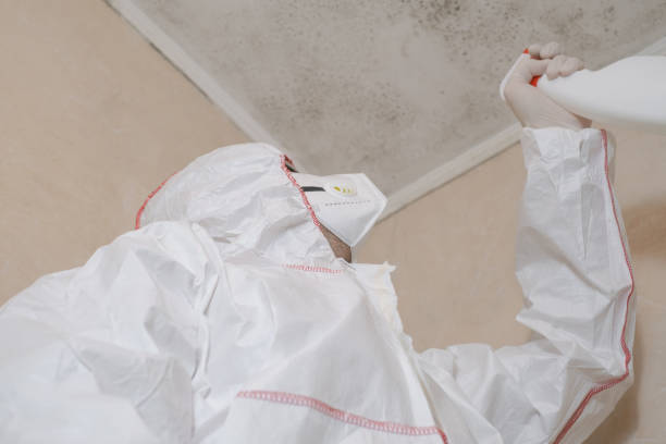 Best Residential Mold Removal  in Wink, TX