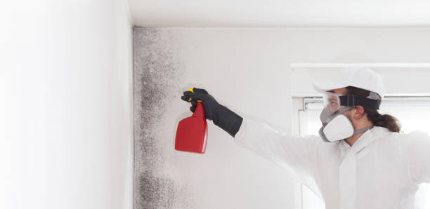 Best Attic Mold Removal  in Wink, TX