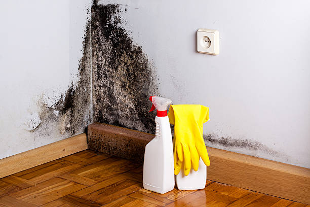 Best Mold Cleaning Services  in Wink, TX