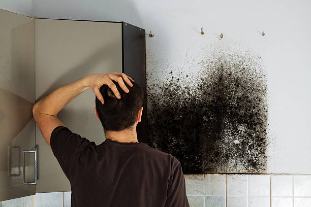 Best Best Mold Removal Companies  in Wink, TX