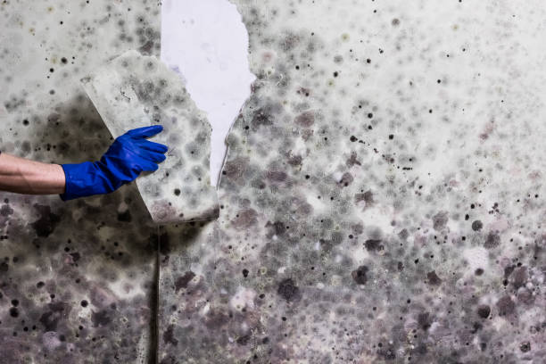 Best Mold Damage Repair  in Wink, TX