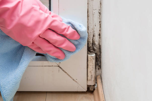 Best Office Mold Removal Services  in Wink, TX